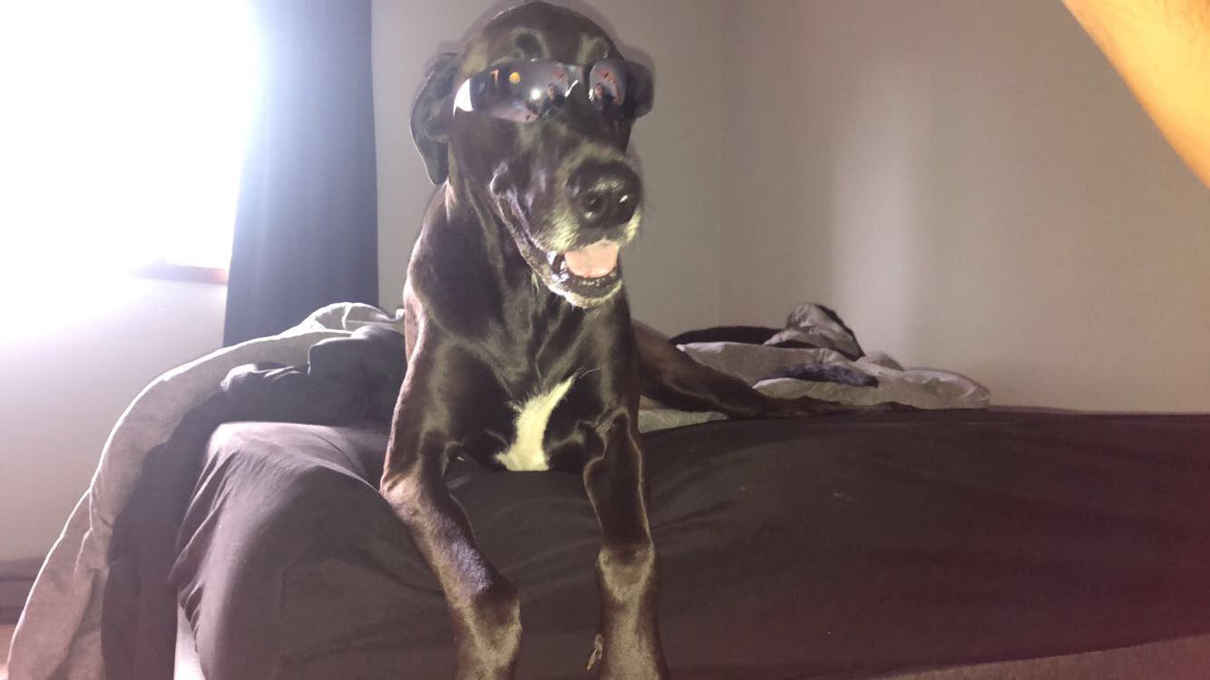 National Dog Day